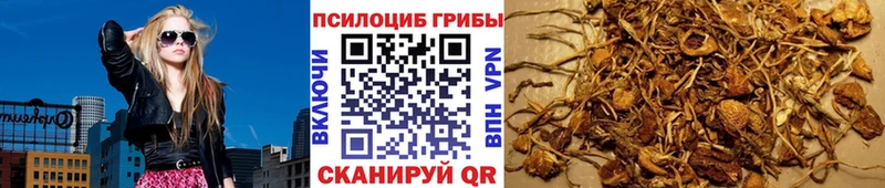 закладки  Олонец  Псилоцибиновые грибы прущие грибы 
